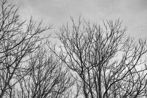 black and white, dry branches and leaves