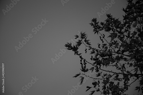 black and white, dry branches and leaves