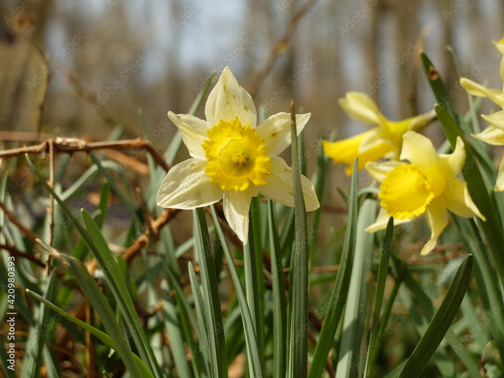 Obraz premium daffodils in spring