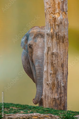 an indian elephant is hiding
