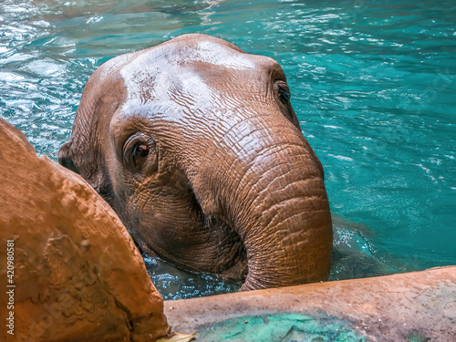 elephant bathing in clear water