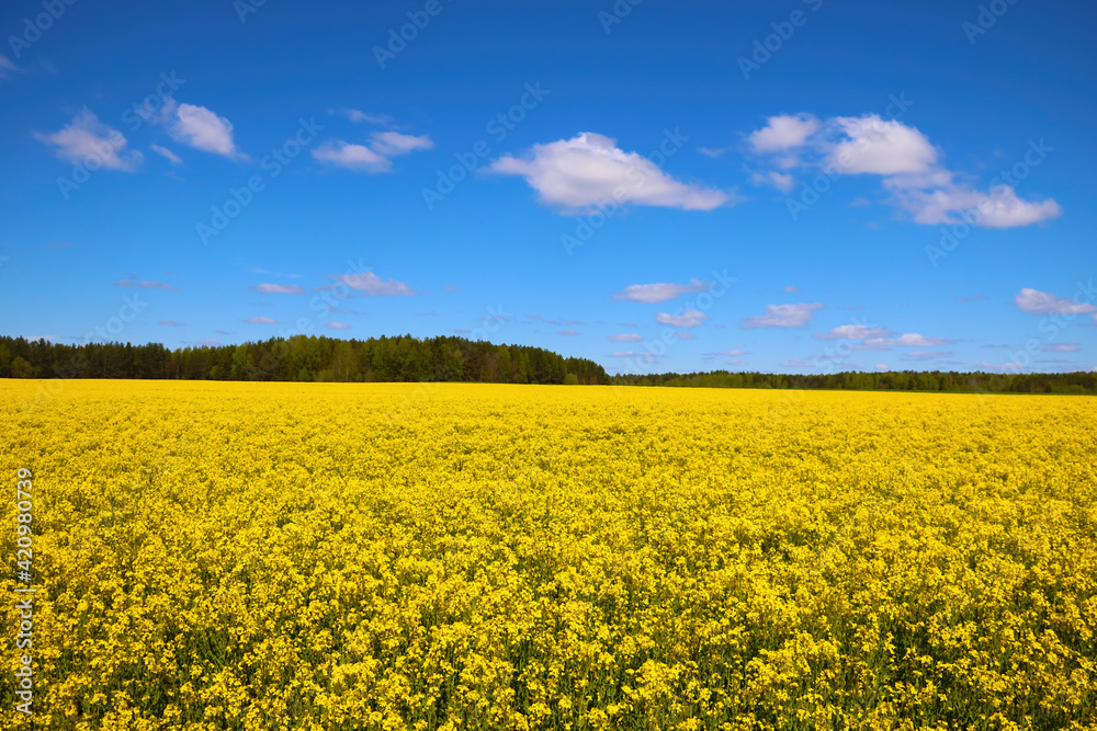 Bright blooming yellow rapeseed field in spring.