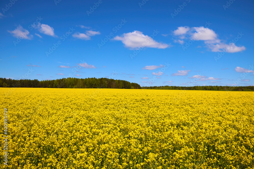 Bright blooming yellow rapeseed field in spring. Bright blooming yellow rapeseed field in spring.
