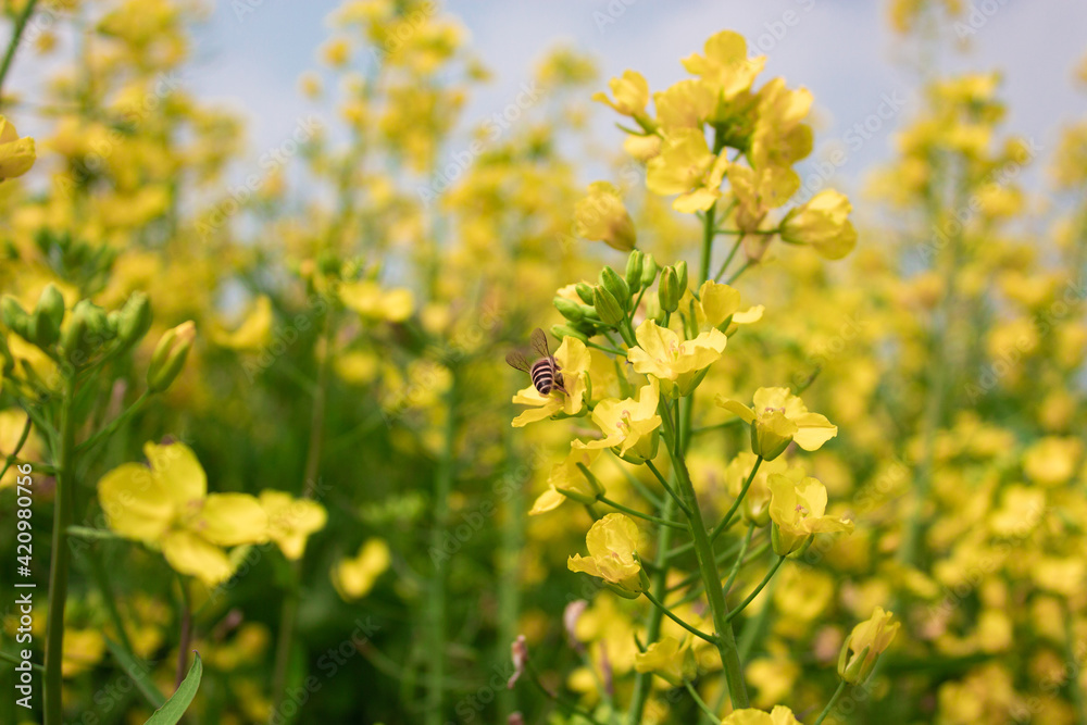 Rapeseed flowers growing in the sun and bees collecting nectar
