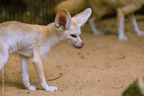 動物園のフェネック photo