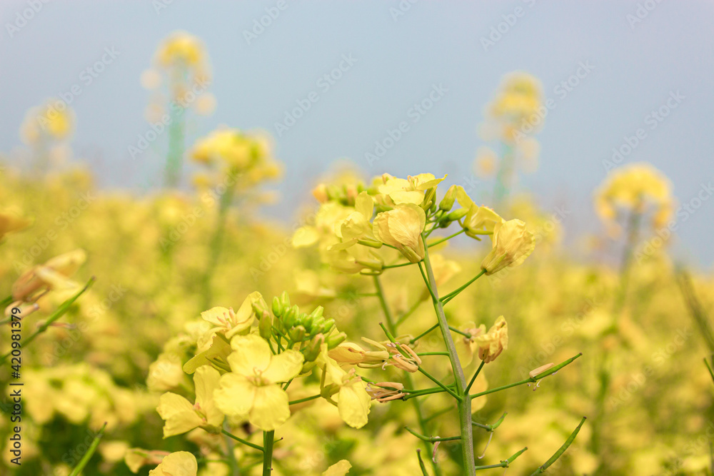 Rapeseed flowers growing in the sun and bees collecting nectar Rapeseed flowers growing in the sun and bees collecting nectar