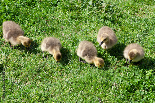 Canada Goose (branta canadensis) Goslings on the banks of the river Thames © philipbird123