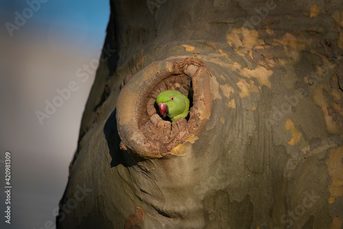 Halsbandsittich im Baum
