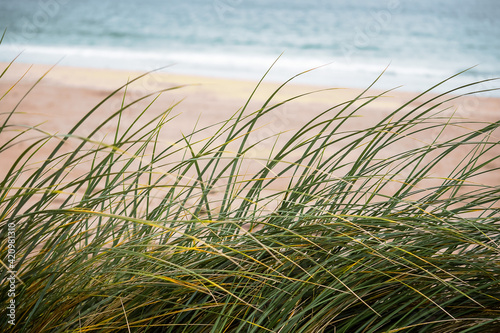 Fototapeta Naklejka Na Ścianę i Meble -  Tall green grass on a yellow sand dune by ocean. Nature scene, west coast of Ireland. Calm nature environment