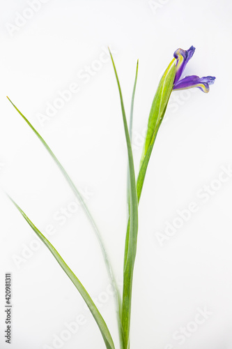 Purple iris flower in milky water in bath