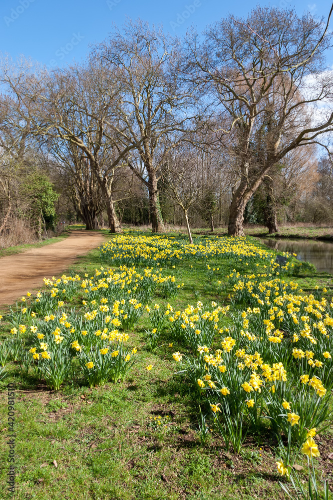 Fototapeta premium Daffodils in bloom along the Isis river