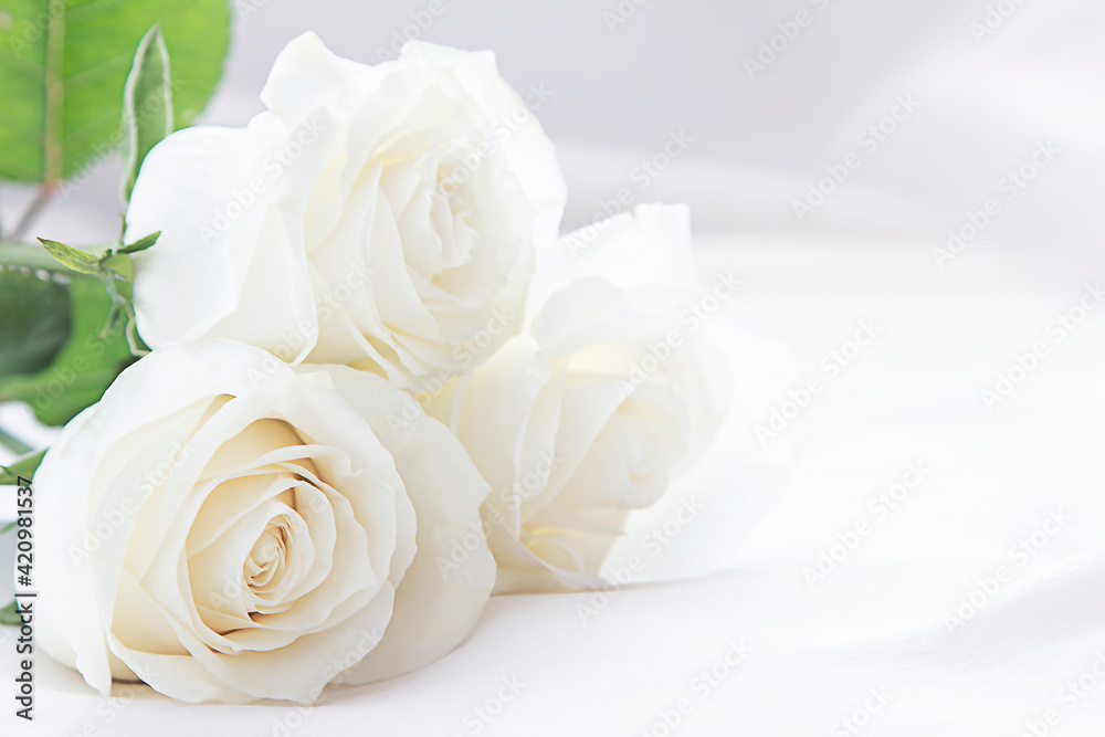 Fototapeta premium white roses