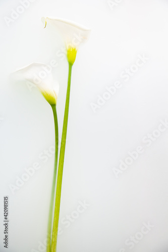 Tender calla flowers with fragile petals on white background