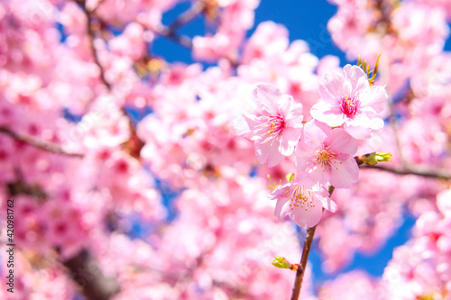 サクラ さくら 桜 ピンク 淡い パステル 鮮やか かわいい 美しい花 春 満開 花見 © rin