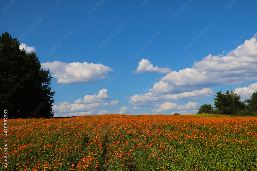 Beautiful orange field of calendula in summer. A useful plant. Beautiful orange field of calendula in summer. A useful plant.
