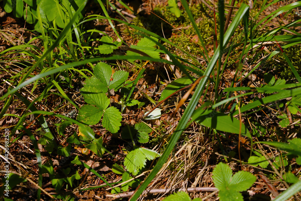 Green young vegetation in the forest in spring. Green young vegetation in the forest in spring.