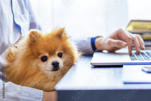 Freelancer man, bisnessman with his friendly pomeranian spitz using laptop at remote home office. owner and loyal dog together. pet adoption. closeup. text