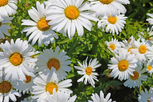 Close-up on blooming daisies. A useful plant used in medicine  cosmetology.
