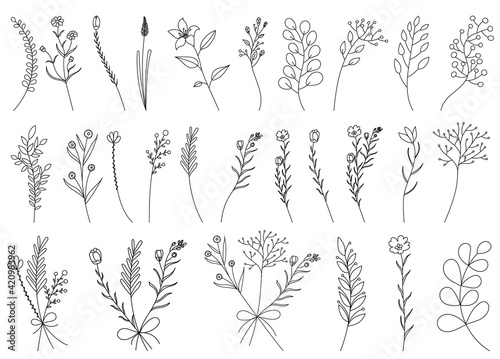 vector, isolated, hand drawn plants, sketch, set, collection