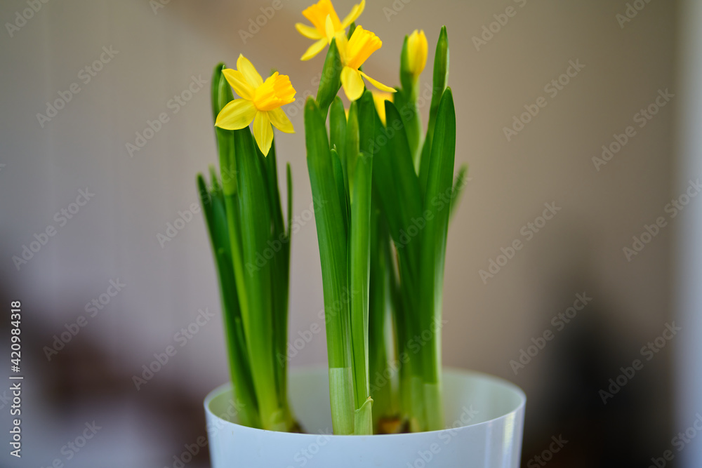 Daffodils blooming in a pot                               