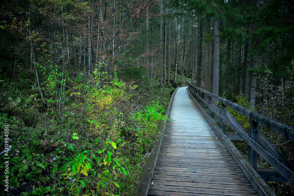 Ein Wanderweg auf einer Holzbrücke zum Schutz der Natur führt in den Bergwald Ein Wanderweg auf einer Holzbrücke zum Schutz der Natur führt in den Bergwald