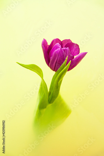 Tulip flower in bath with yellow water