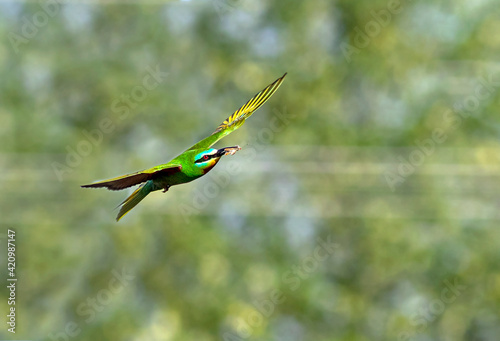 The blue-cheeked bee-eater is a near passerine bird in the bee-eater family, Meropidae. photo