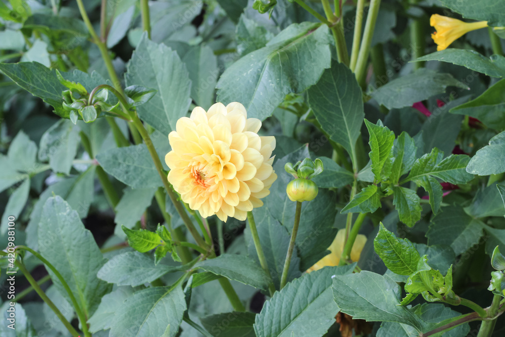 dahlia on a background of green leaves dahlia on a background of green leaves