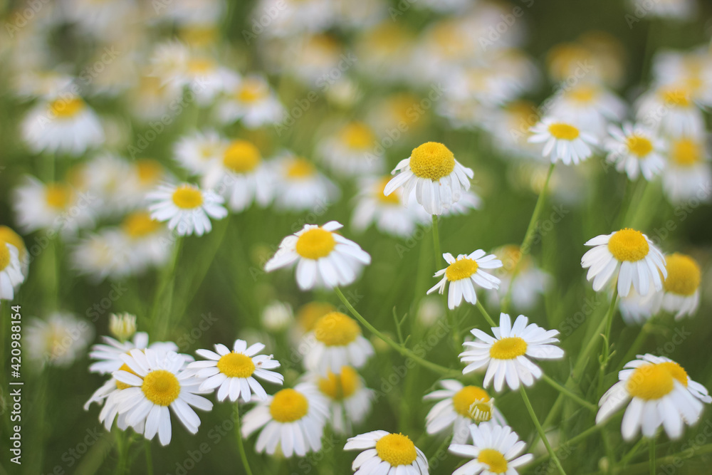 Blurred flower chamomile background Blurred flower chamomile background