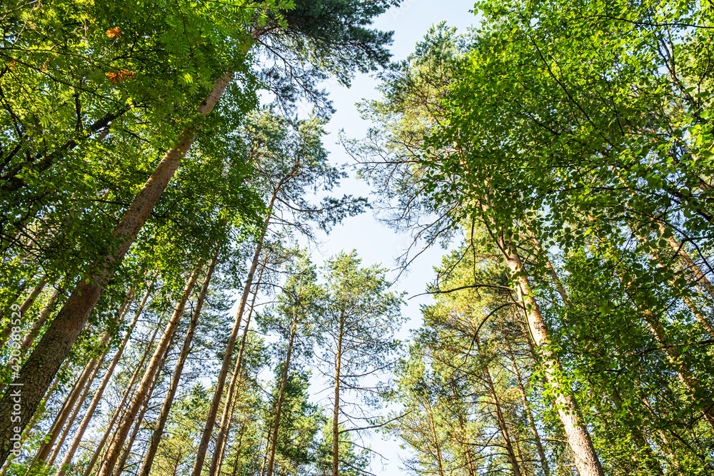 Naklejka premium Scenic view of very big and tall pines in the summer forest. Pure nature.