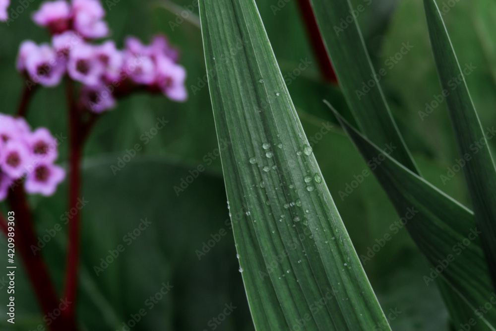 Obraz premium water drops on a leaf