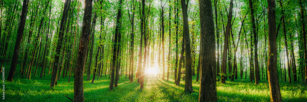 Fototapeta premium a spring forest trees. nature green wood sunlight backgrounds.