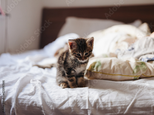 The kitten sits on a bed indoors and a white pillow in the background