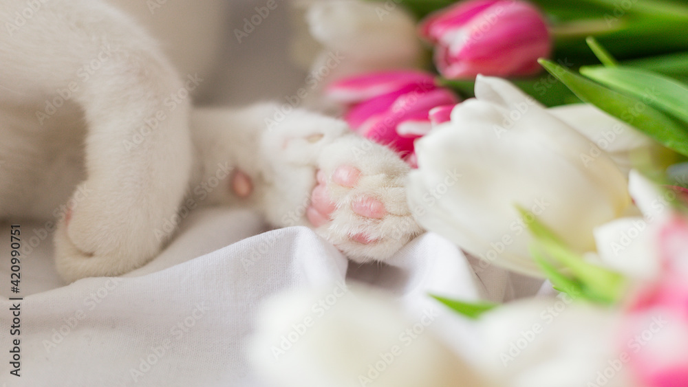The cat lies near a bouquet of flowers Tulips on white cloth background with copy space. Flat lay, top view. Minimal floral mock up concept. Easter, Birthday, Happy Women's Day postcard