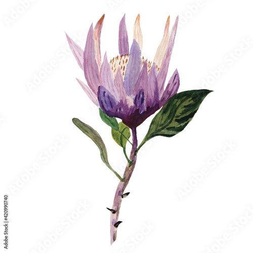 Hand drawn watercolor protea. Spring flowers. Design element.