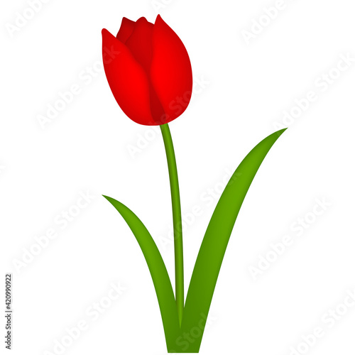 Single red tulip isolated on white, vector illustration