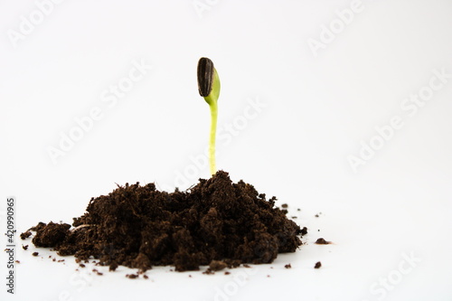 Sunflower seedling with seed shell still attached on the top in a soil, isolated on white background