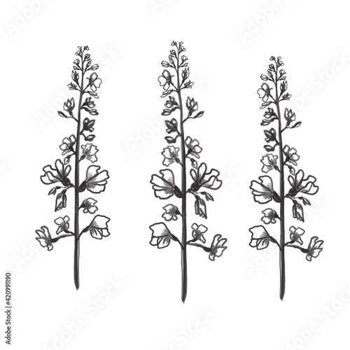 Set of flowers. Delphinium. Lead pencil. Hand drawn. Fototapeta