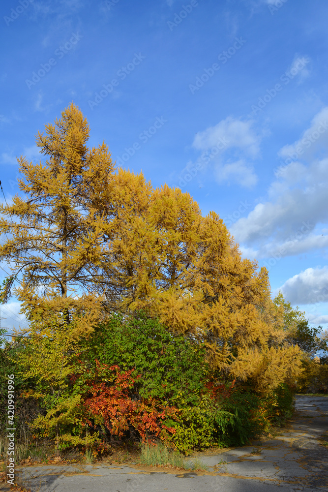 Autumn park with colorful woody group. Yellow larch trees and different bushes with green and red foliage Autumn park with colorful woody group. Yellow larch trees and different bushes with green and red foliage