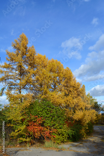 Autumn park with colorful woody group. Yellow larch trees and different bushes with green and red foliage