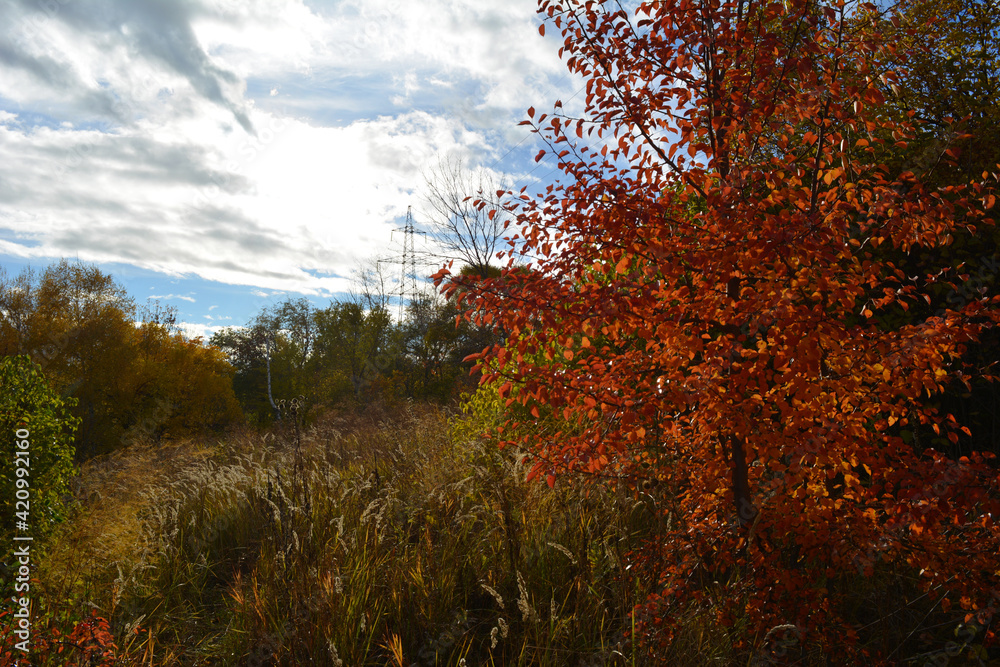 Autumn landscape near the city. Tree with bright red foliage.