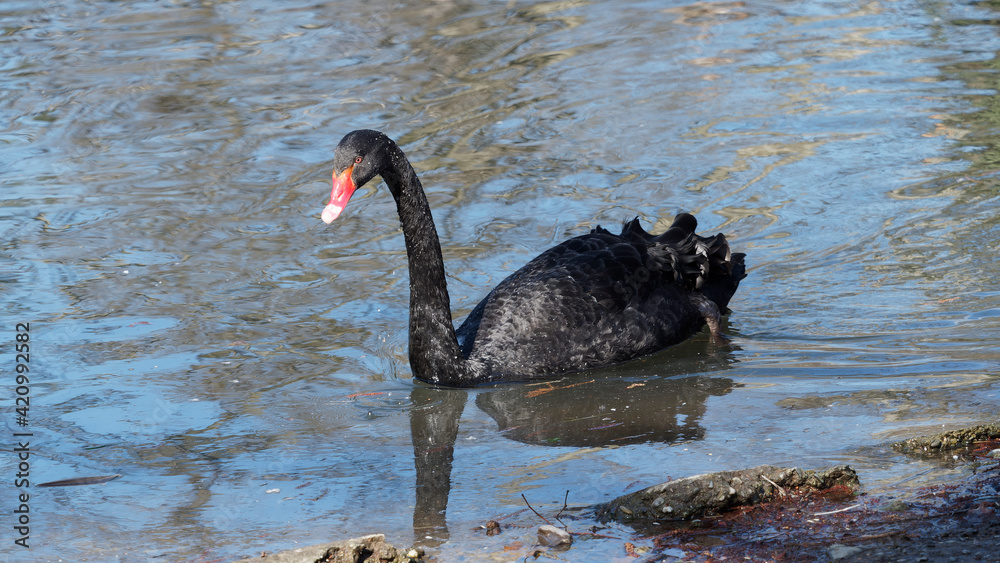 Fototapeta premium (Cygnus atratus) Schwarzschwan oder Trauerschwan auf einem Süßwassersee