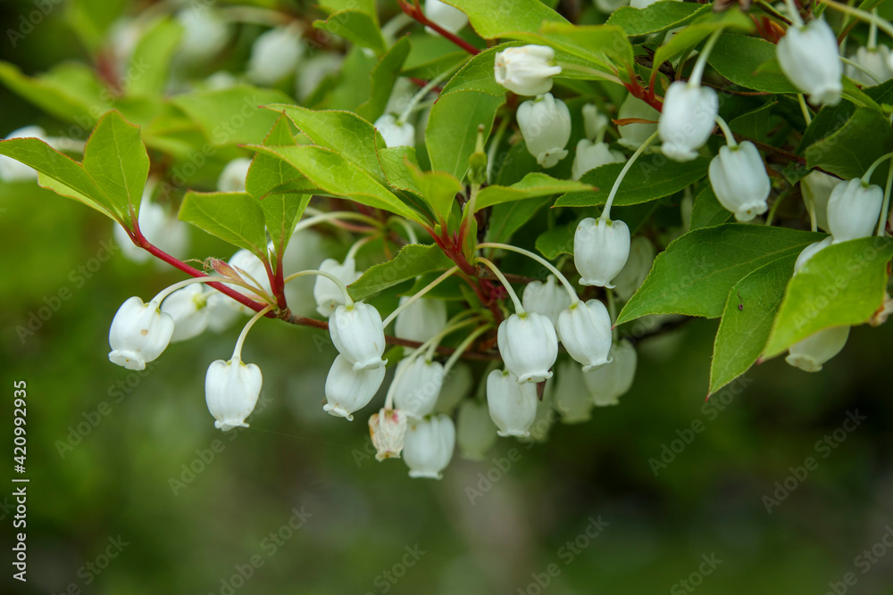 ドウダンツツジの釣り鐘のような小さな白い花
