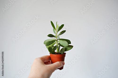 Hand holding senecio crassicaulis blue-grey house plant in brown pot over white	 photo