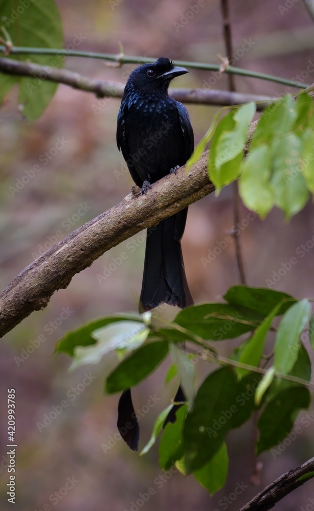 Obraz premium The face and neck of the crown is red, the middle of the crown is black, long down beside the head and the side is red. The birds are found in the lower western regions with black on the cheeks.