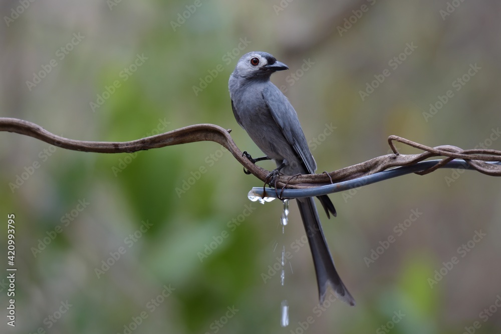 The resident gray drongo is found in all types of forests or forests throughout the country. But migratory birds can also be found in parks