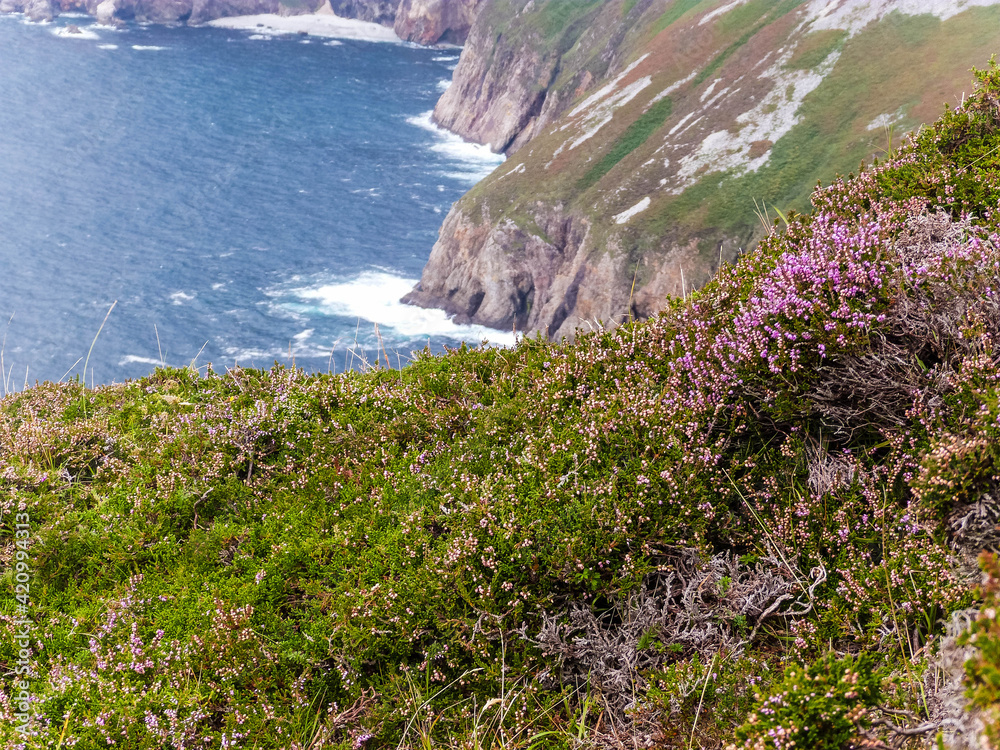 cliffs on irish coast with green grass and purple heather