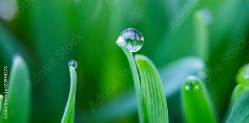Dewdrops on the tips of a leaf of grass, morning dew on wheat.