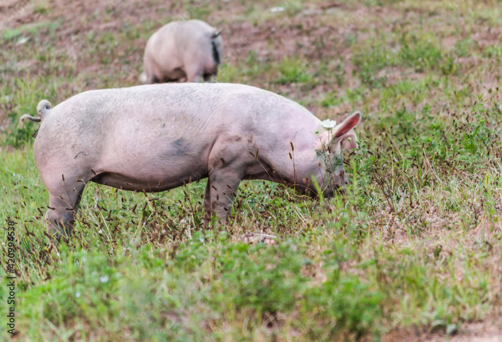Two free pigs on a clearing in the pasture, in front of the forest. Two free pigs on a clearing in the pasture, in front of the forest.