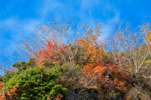 長野県松本市安曇の標高2,300m日本最大規模の氷河圏谷、涸沢カールの紅葉、黄葉。秋晴れの青空。 photo